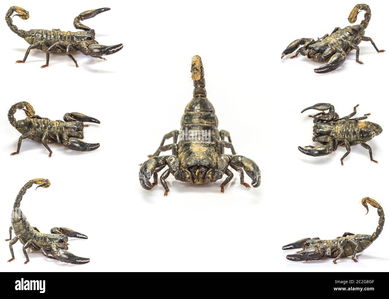 Close up Scorpion set ( Pandinus imperator) su sfondo bianco Foto Stock