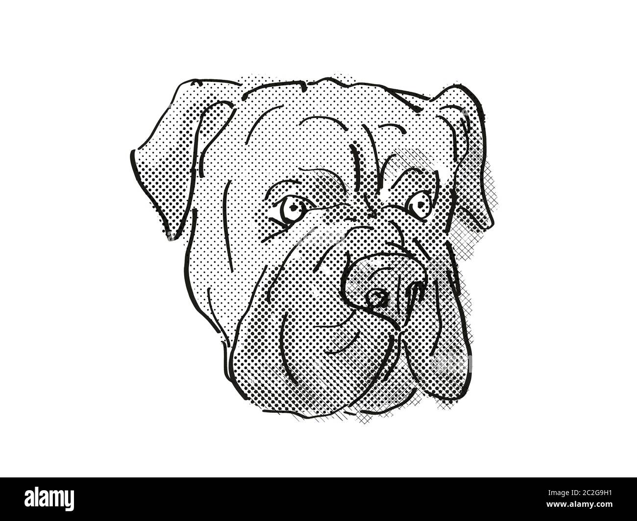 Disegno retro stile cartone animato di testa di un Bullmastiff o cane da guardia silenzioso, un cane domestico o razza canina su sfondo bianco isolato fatto in nero e. Foto Stock