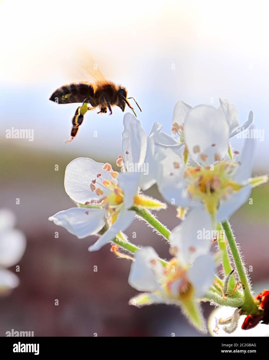 Silhouette laterale di un ape in volo per una pera blossom. Foto Stock