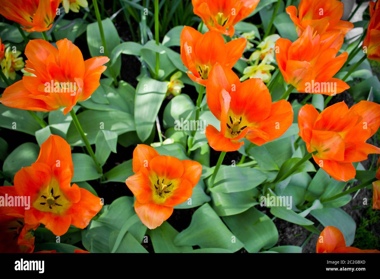 Molti tulipani e narcisi in Olanda, Paesi Bassi Foto Stock