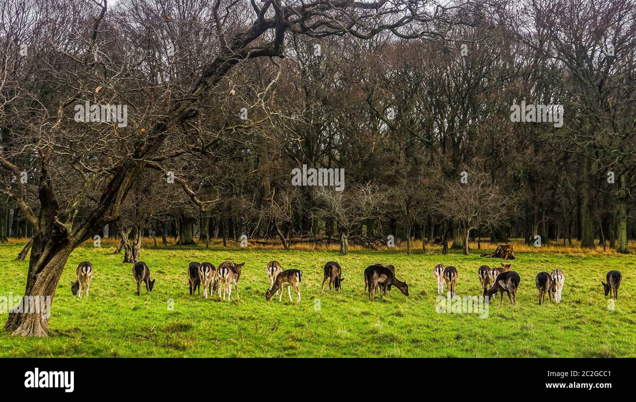 Grande mandria di cervi sulla mattina presto nella foresta paesaggio, dawn, nuvole temporalesche, Phoenix Park, Irlanda Foto Stock