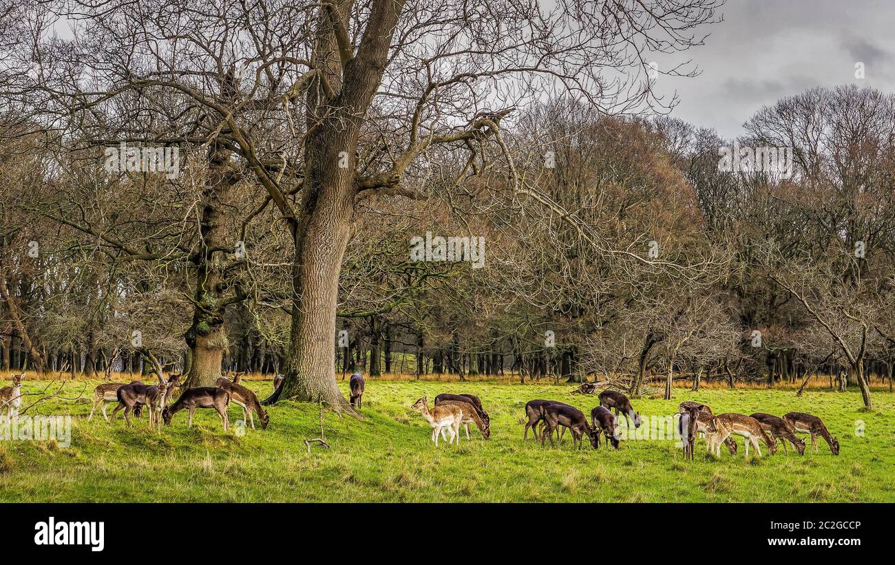 Grande mandria di cervi sulla mattina presto nella foresta paesaggio, dawn, nuvole temporalesche, Phoenix Park, Irlanda Foto Stock