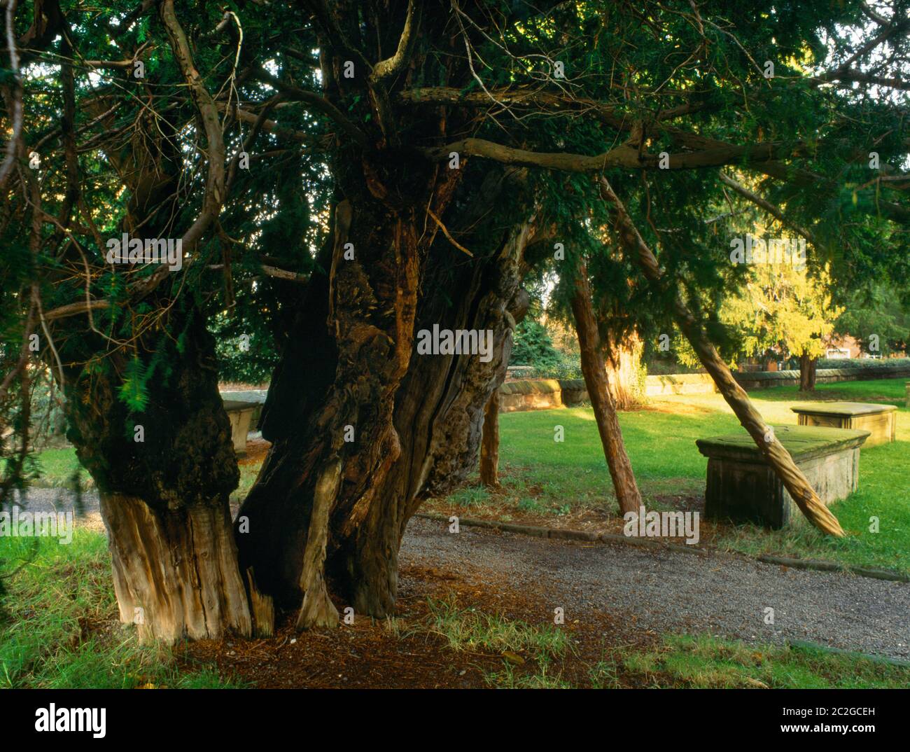 La datazione C-14 suggerisce questo tasso all'angolo NW del Corwen Churchyard, Wrexham, Galles, Regno Unito, è vecchio come la prima chiesa di pietra costruita qui da c. 1200. Foto Stock