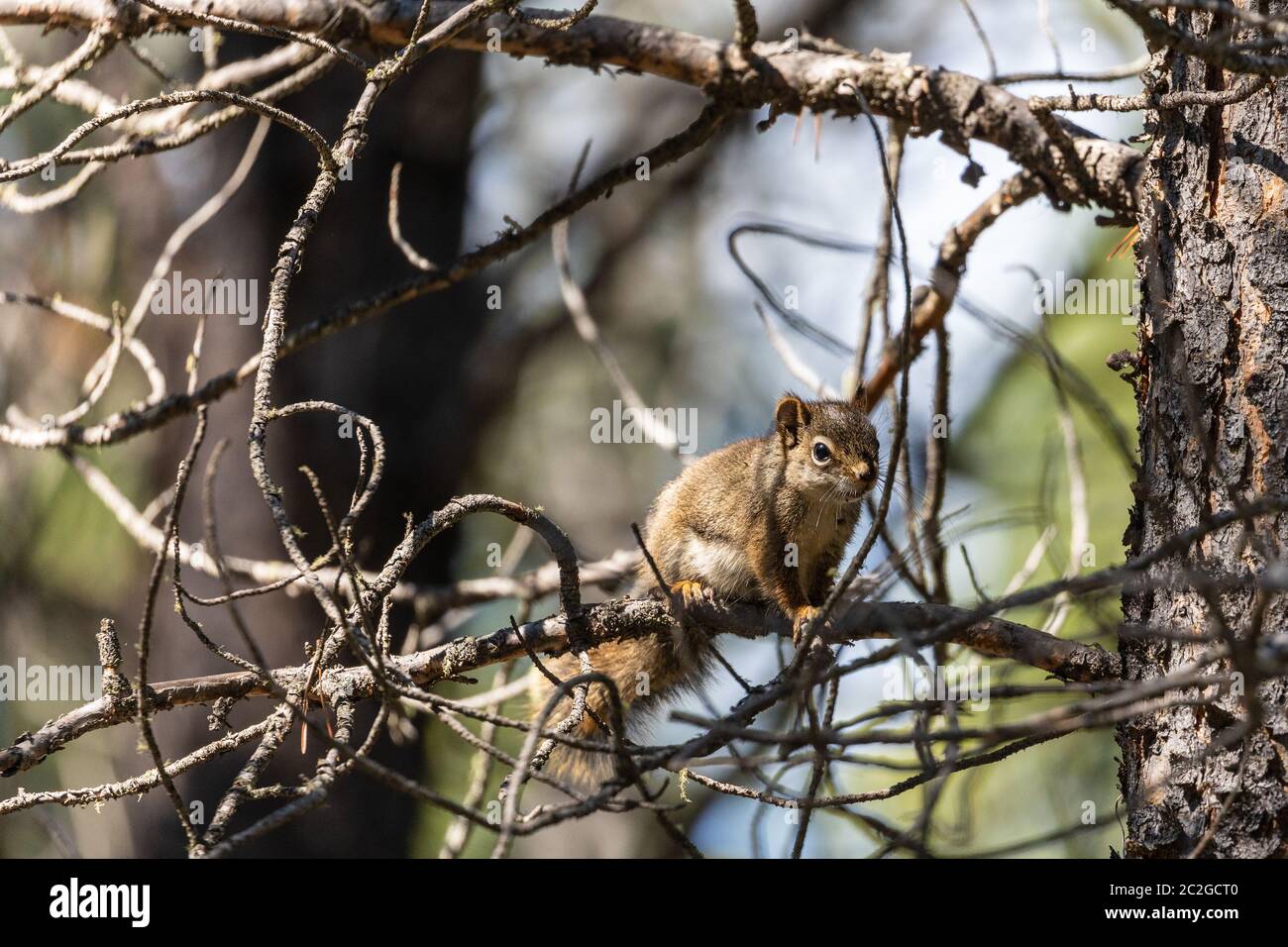 Uno scoiattolo in un albero Foto Stock