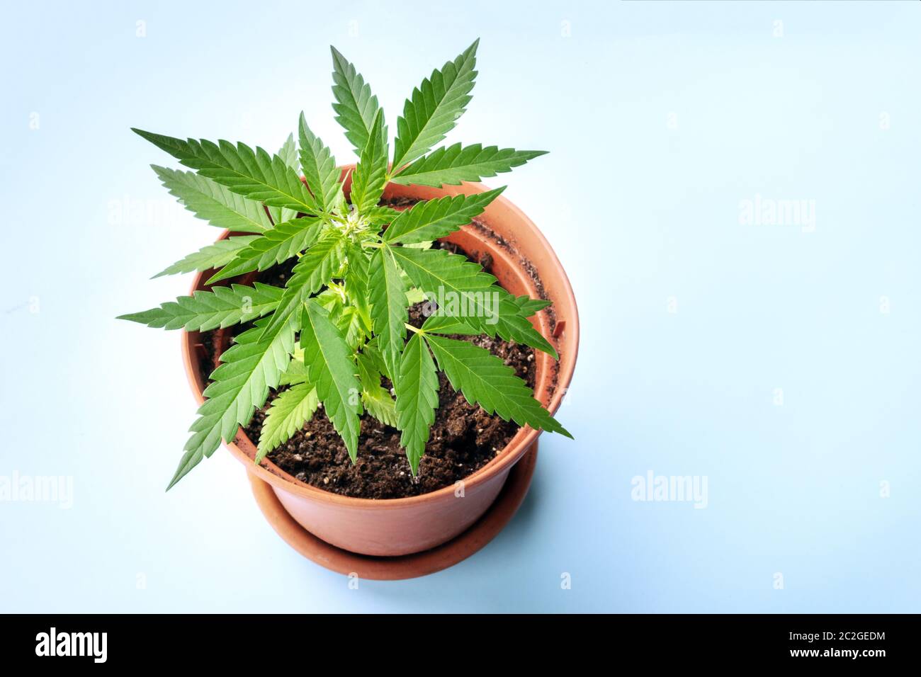 Coltivare cannabis a casa. Una pianta giovane della canapa in una pentola, cominciando a formare gli stigmi bianchi, la fase più antica di fioritura. Su una b blu Foto Stock