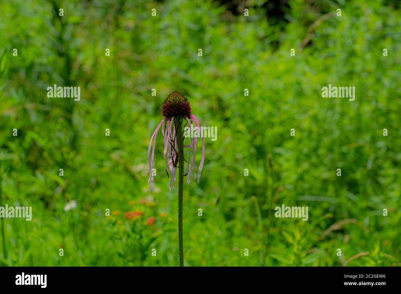 Questo fiore all'occhiello viola si trova al centro di un cerotto di fiori selvatici. Al sole in una bella giornata. Foto Stock