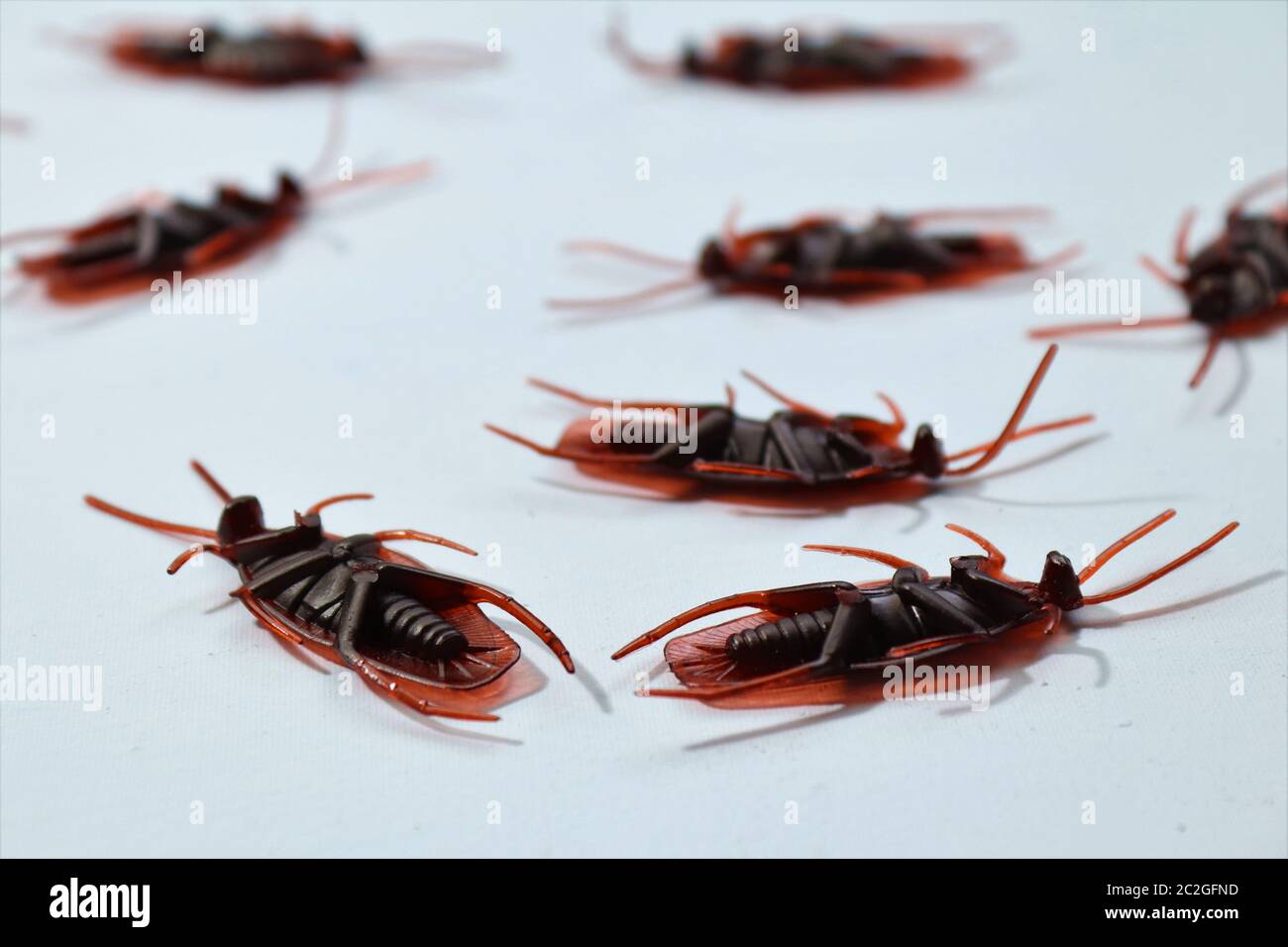 Gli scarafaggi morti sono un segno sicuro che avete un infestamento di scarafaggi. Potete trovarli posati sulla loro parte posteriore il mattino seguente dopo un controllo di peste Foto Stock