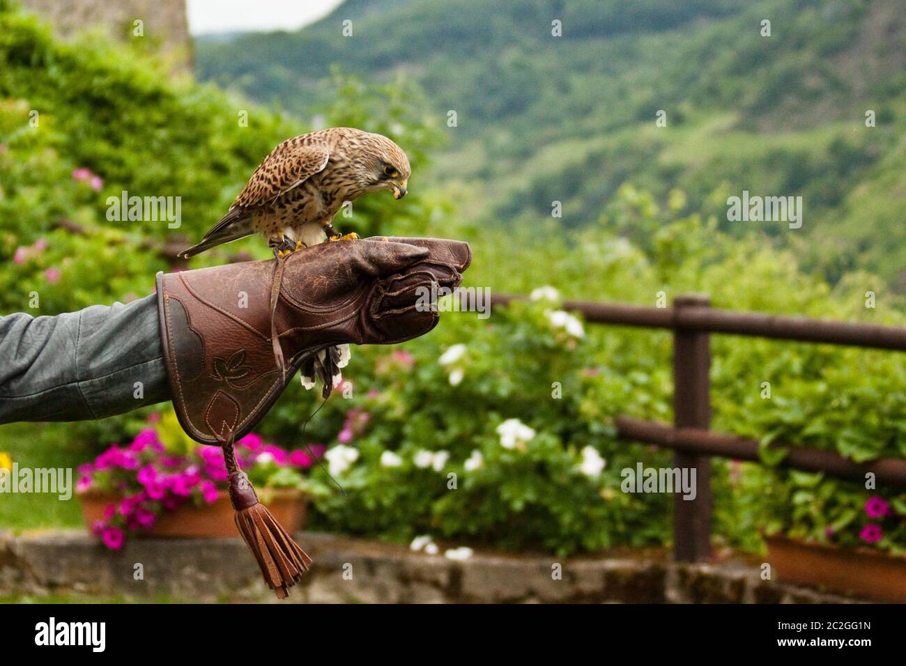 Kestrel comune (Falco tinnunculus), Falcony Foto Stock