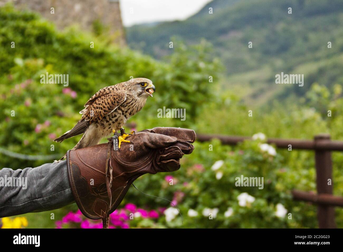 Kestrel comune (Falco tinnunculus), Falcony Foto Stock