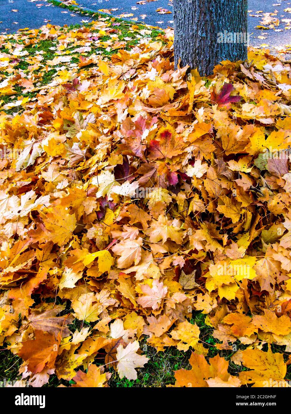 Mucchio grande con foglie d'autunno intorno ad un tronco d'albero 2 Foto Stock