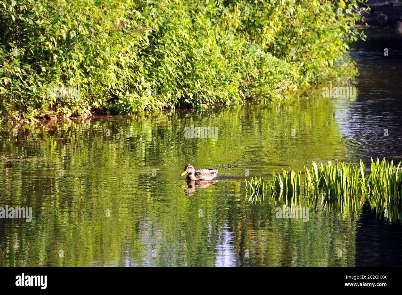 Anatra su uno stagno nel parco del monastero di Hnanover-Marienwerder Foto Stock