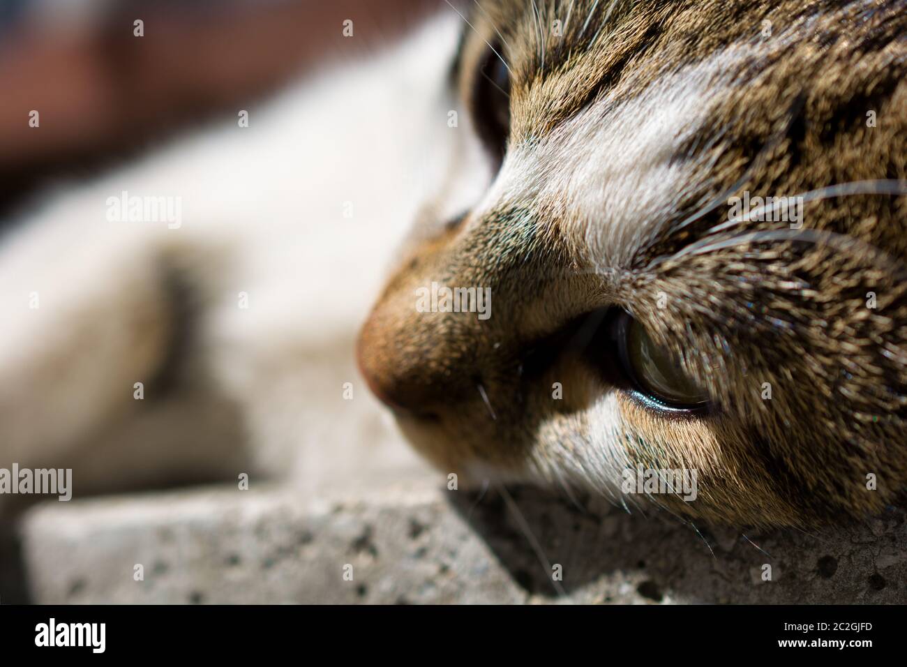 Gatto randagio immagine facciale, close up fotografia animale Foto Stock