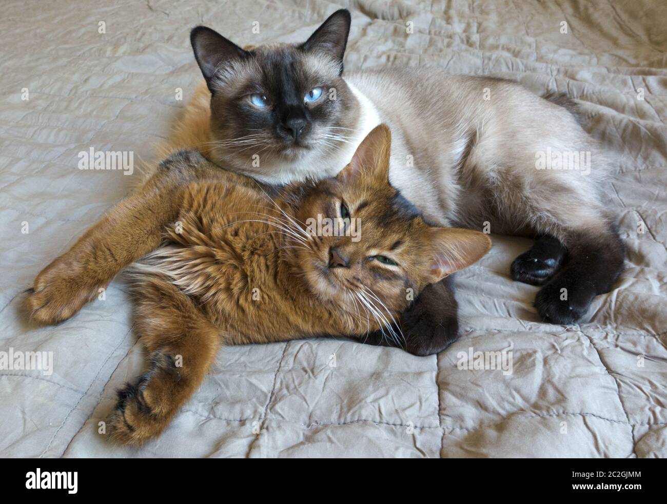 Due giovani gatti sono a riposo a letto, Tailandese Shorthair guarnizione Bobtail punto rosso e soffici razza somalo Foto Stock