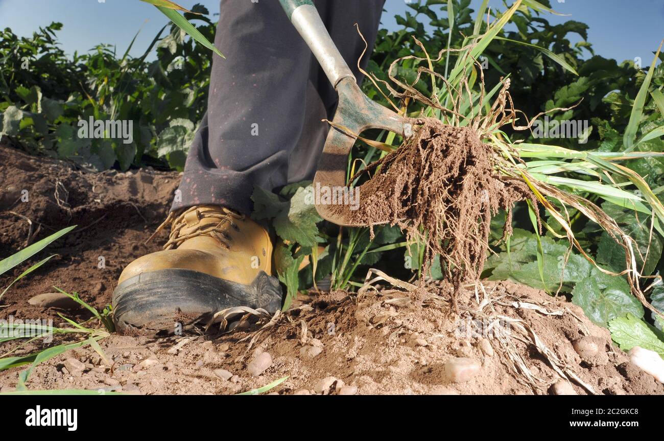 GIARDINIERE CHE SI INZIDANO SU PATCH VEGETALE RE CRESCENTE GIARDINAGGIO ERBACCE ERBACCE CHE LAVORANO ALLOTMENTS ECC UK Foto Stock