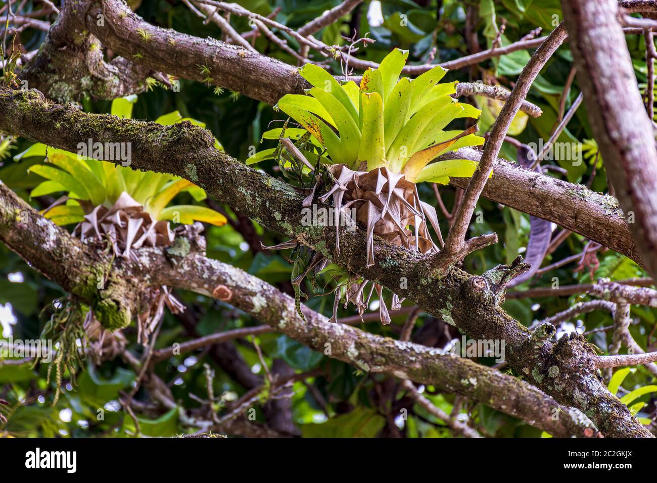 Tronco di albero di bromeliade dalla foresta pluviale brasiliana Foto Stock
