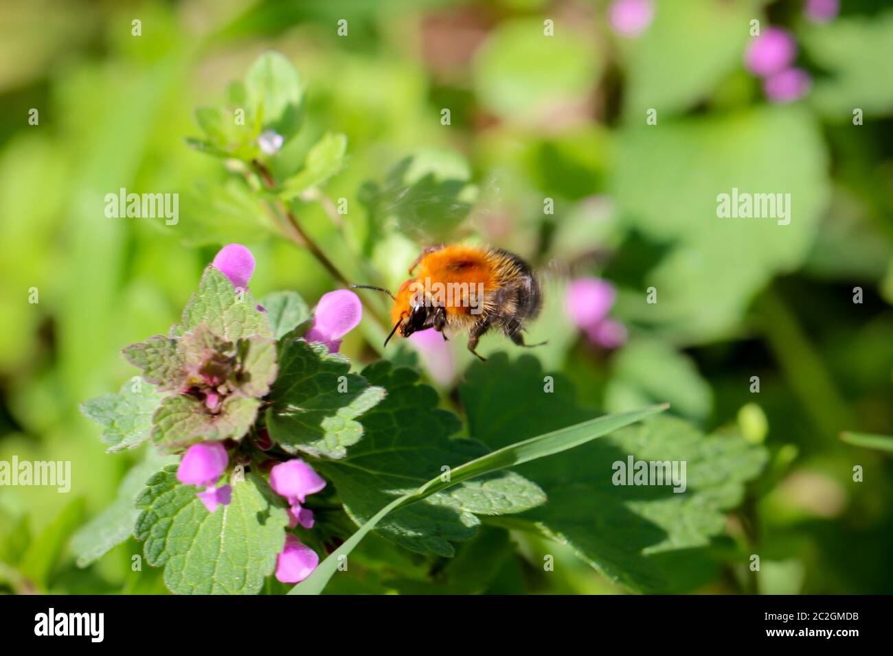 un bumblebee su un'ortica mortea Foto Stock