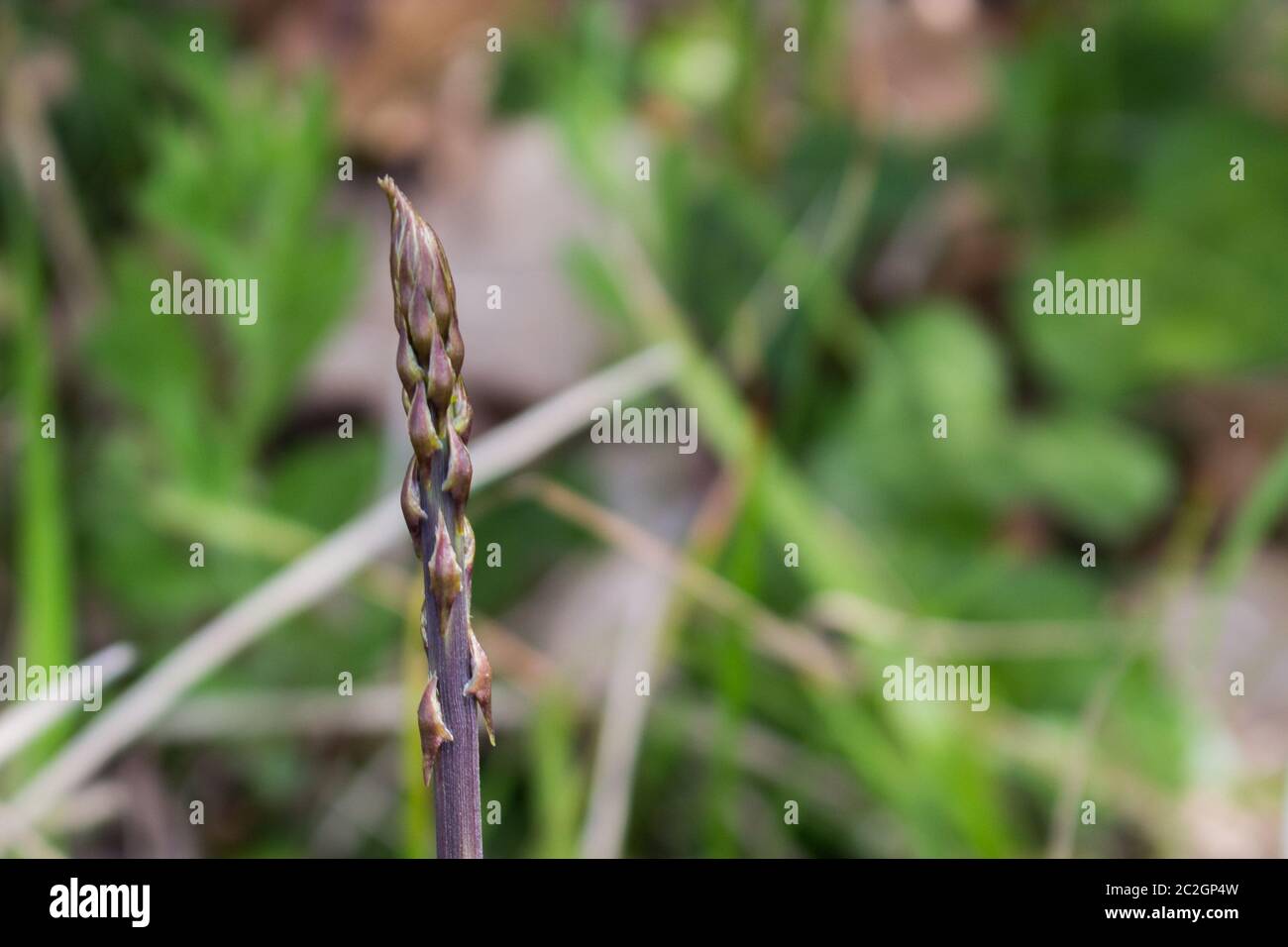 Gli asparagi selvatici raccolti nei boschi Foto Stock