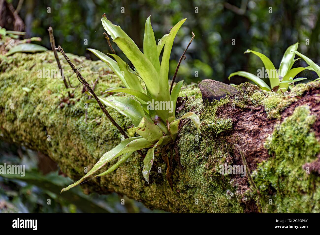 Bromeliad al tronco di albero dalla foresta pluviale brasiliana Foto Stock
