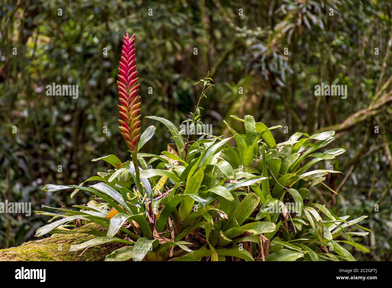 Tronco di albero di bromeliade con fiore dalla foresta pluviale brasiliana Foto Stock