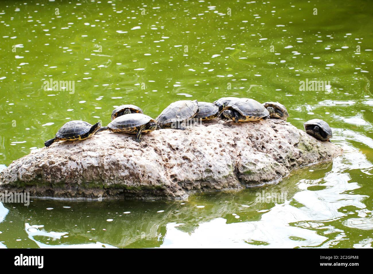 Molte tartarughe d'acqua su una pietra nello stagno Foto Stock