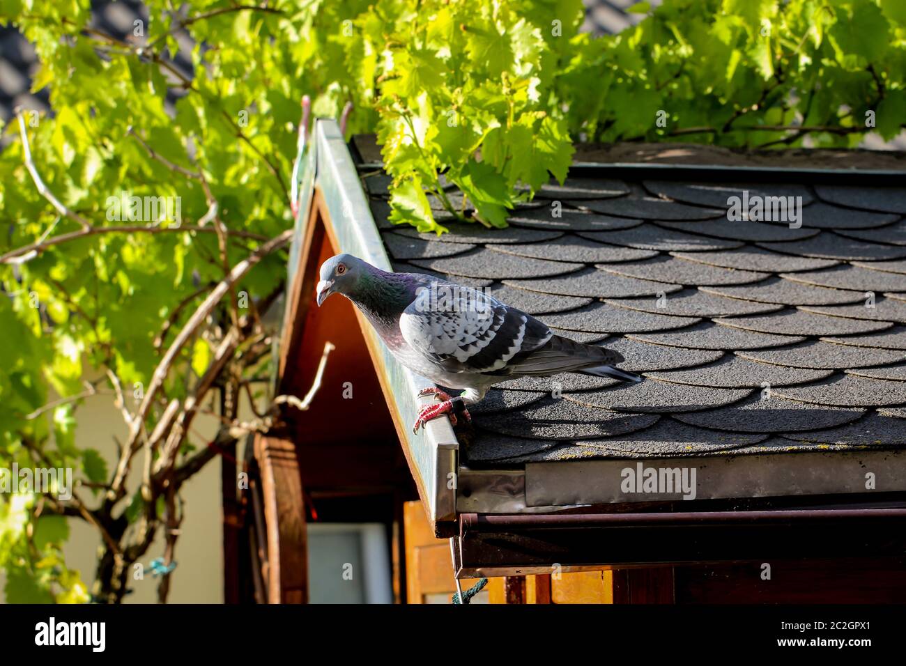 un piccione siede sul tetto di un capannone da giardino Foto Stock