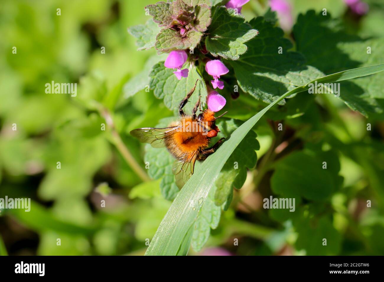 un bumblebee su un'ortica mortea Foto Stock