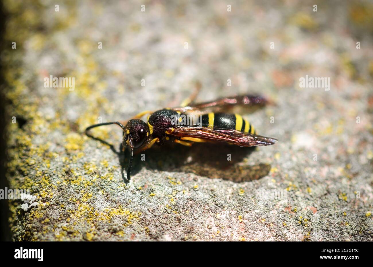 una vespa su una pietra Foto Stock
