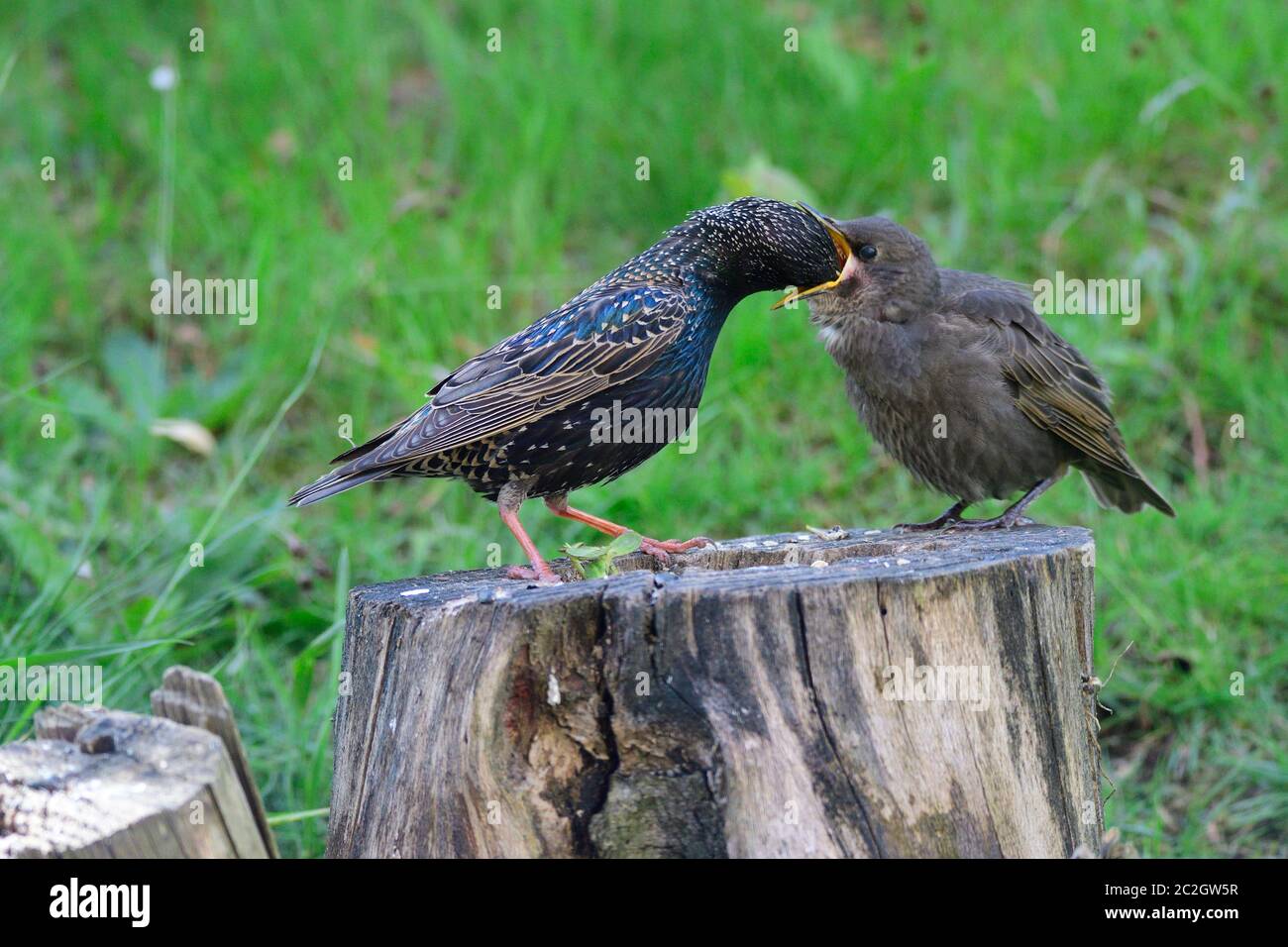 Giovani comuni in attesa di cibo Foto Stock