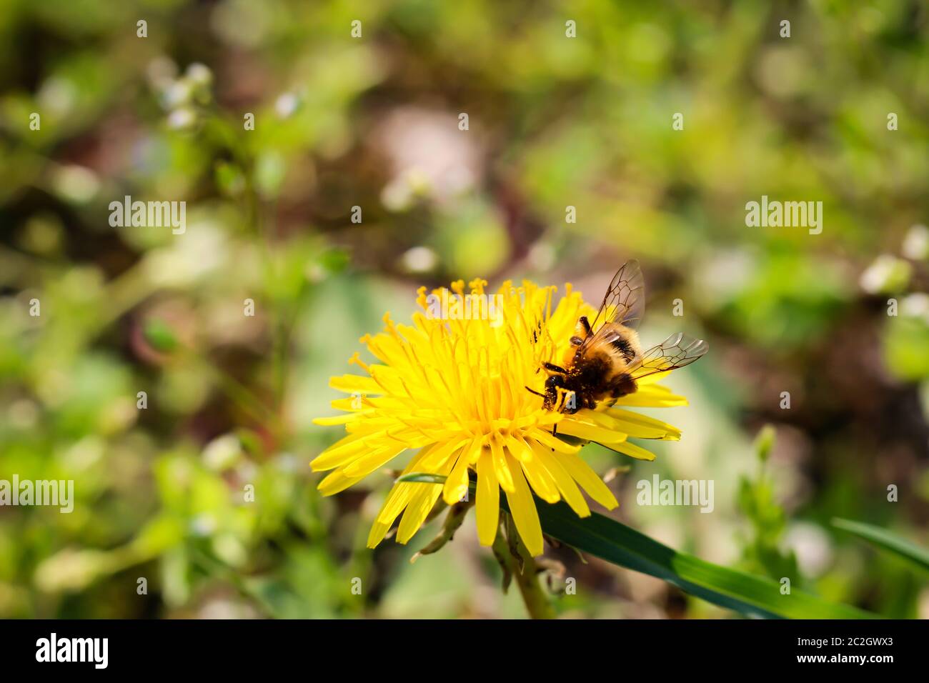 un'ape su un fiore Foto Stock
