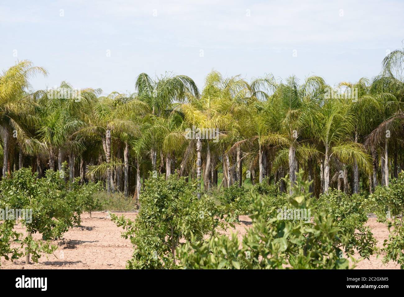 Foglie di palma in provincia di Alicante, Costa Blanca, Spagna Foto Stock