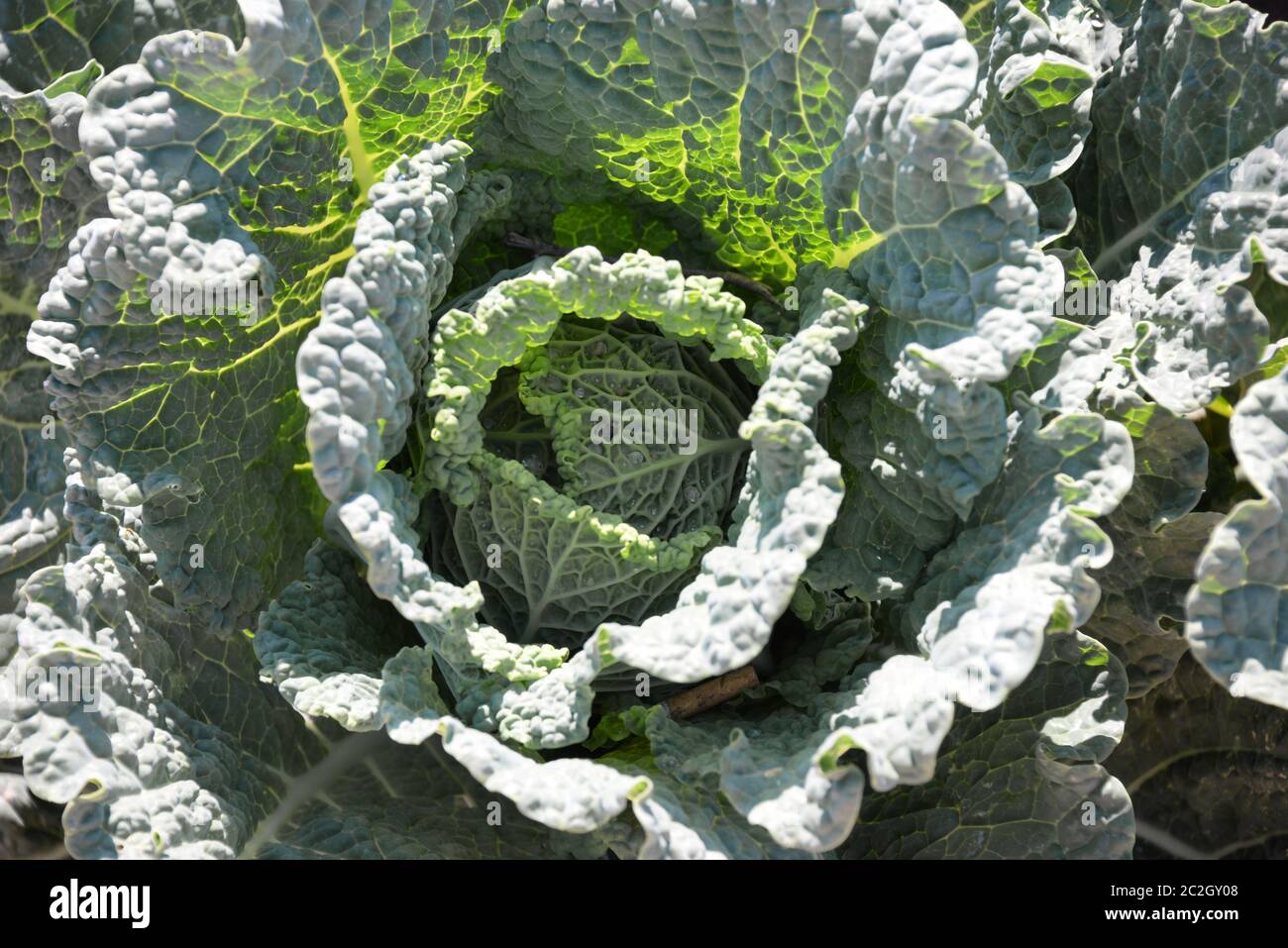 Cavolo sul campo, Spagna Foto Stock