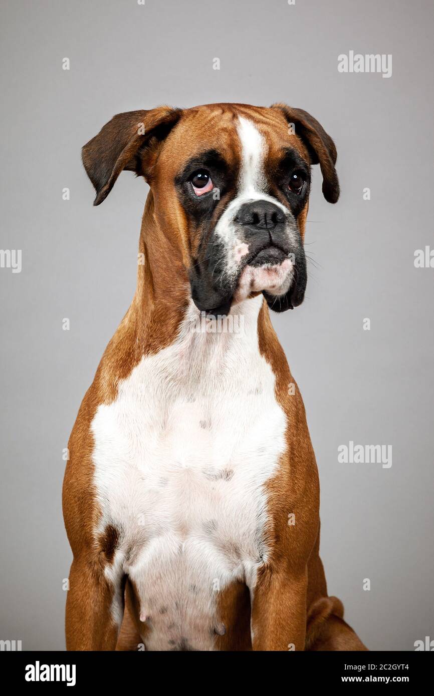 boxer tedesco Foto Stock