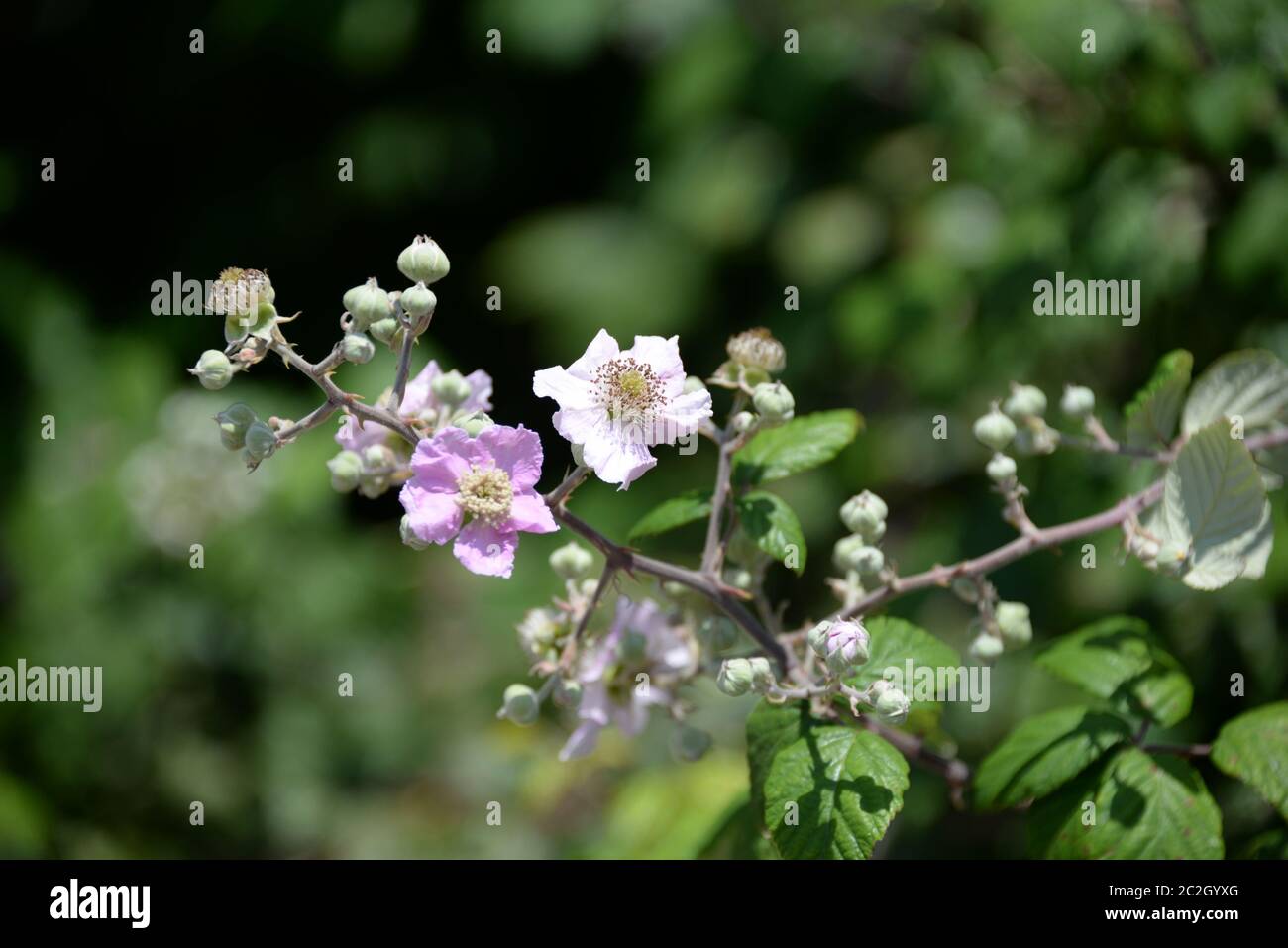 Fiore di mora nella provincia di Valencia, Spagna Foto Stock