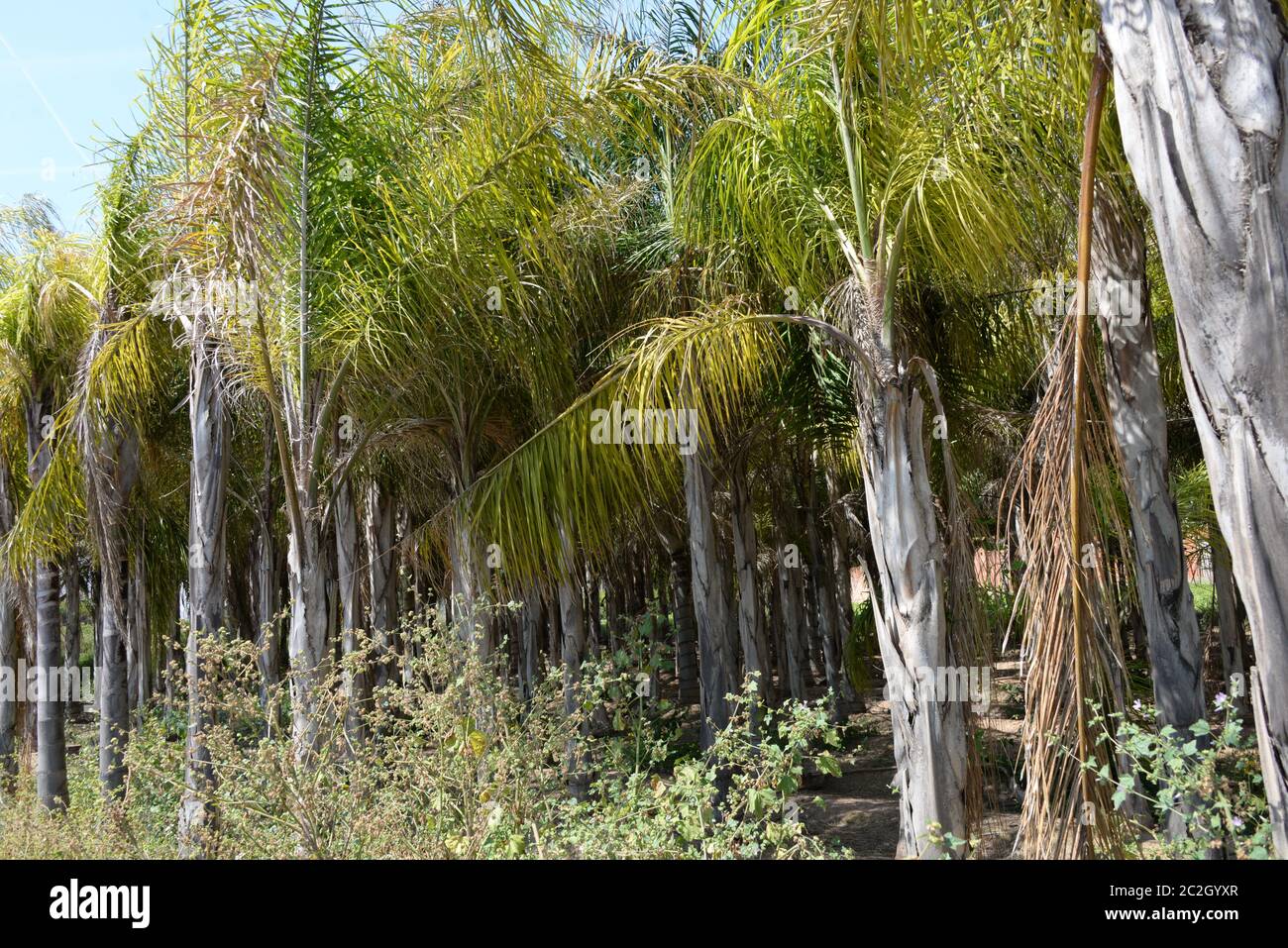 Foglie di palma in provincia di Alicante, Costa Blanca, Spagna Foto Stock