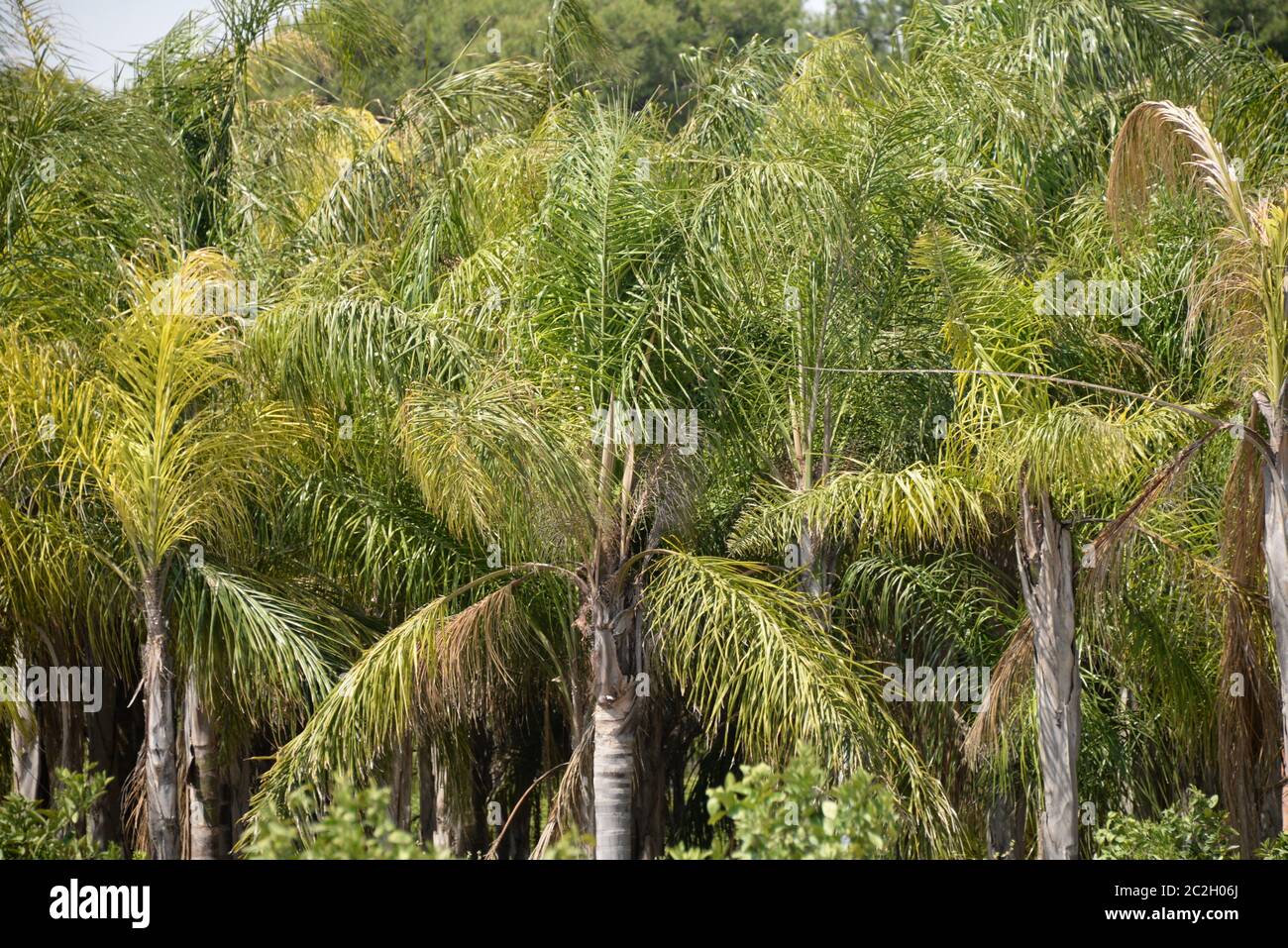 Foglie di palma in provincia di Alicante, Costa Blanca, Spagna Foto Stock