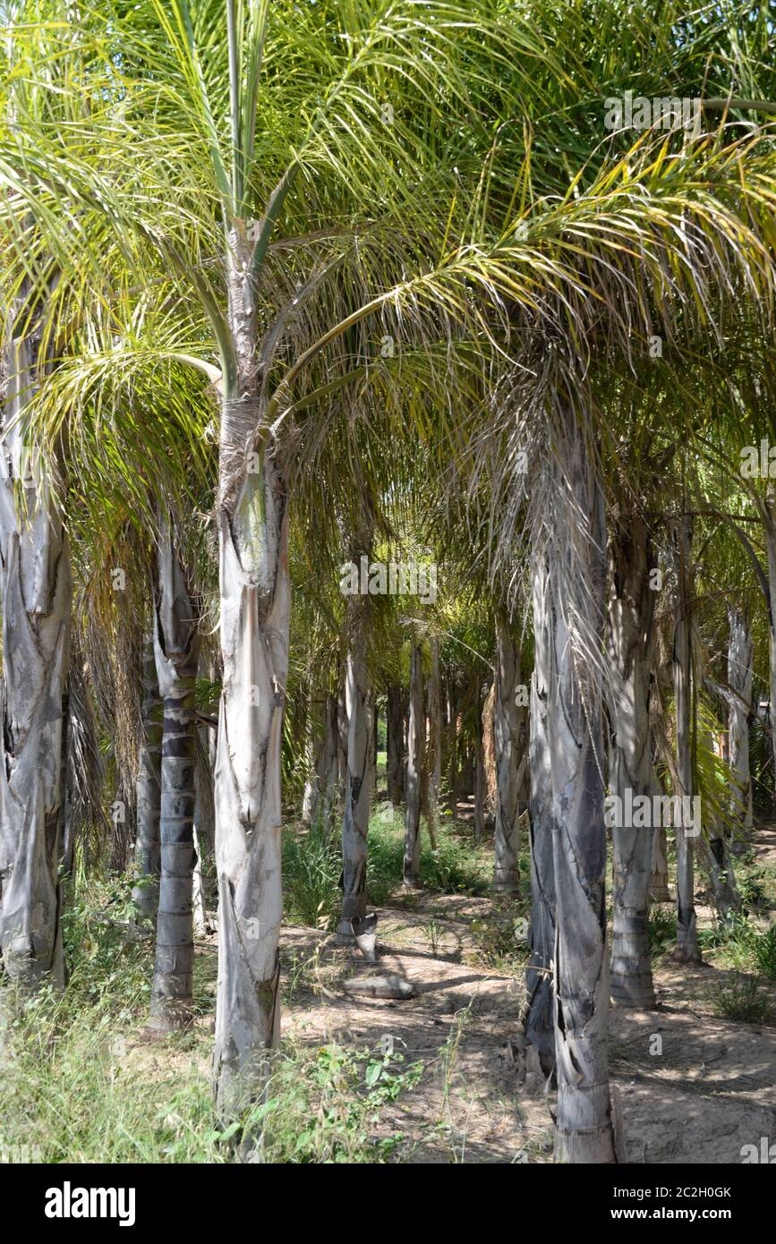 Foglie di palma in provincia di Alicante, Costa Blanca, Spagna Foto Stock