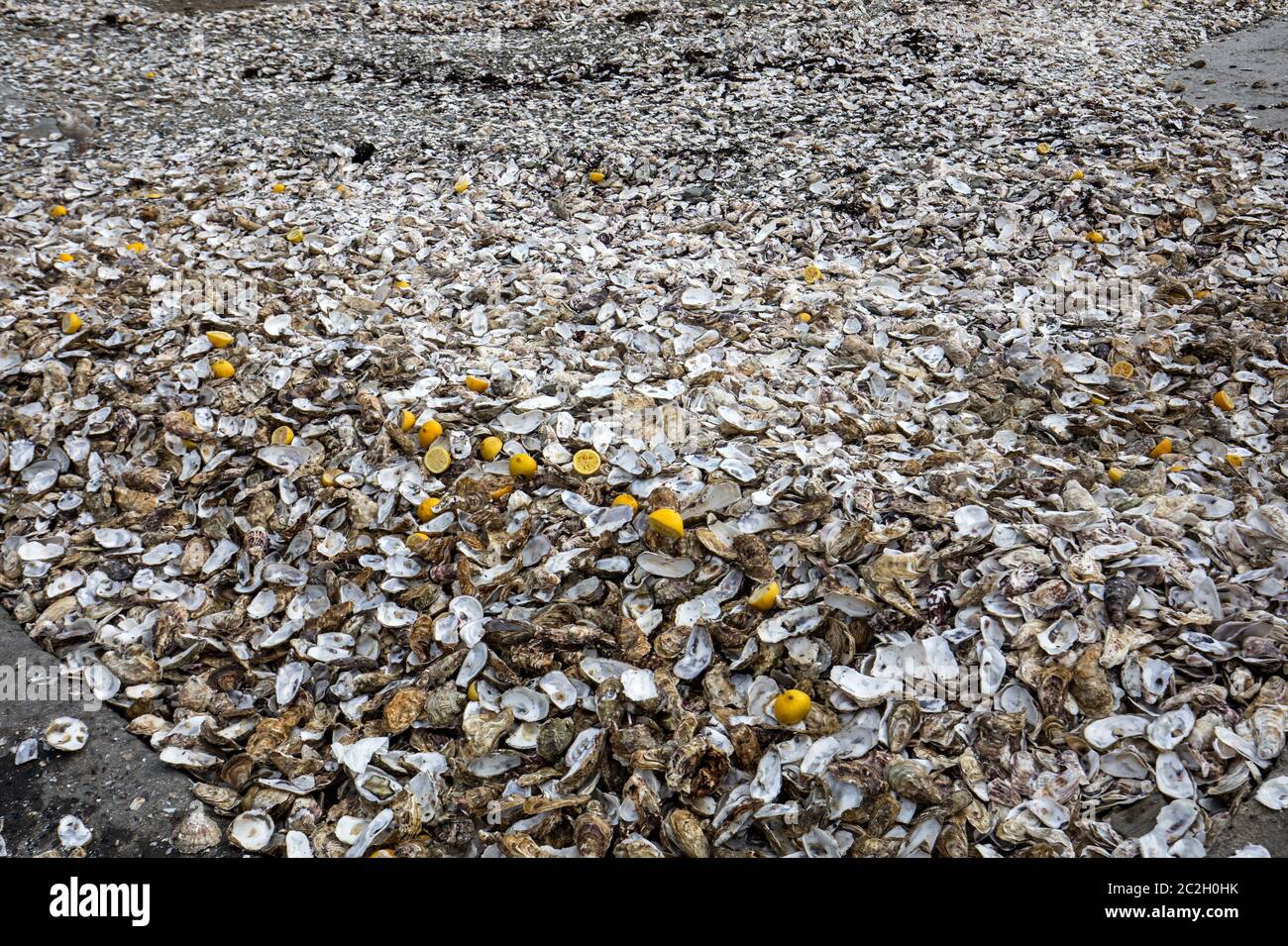 Migliaia di gusci vuoti di ostriche mangiato gettato sul pavimento del mare a Cancale, famoso per allevamenti di ostriche. Brittany, Francia Foto Stock