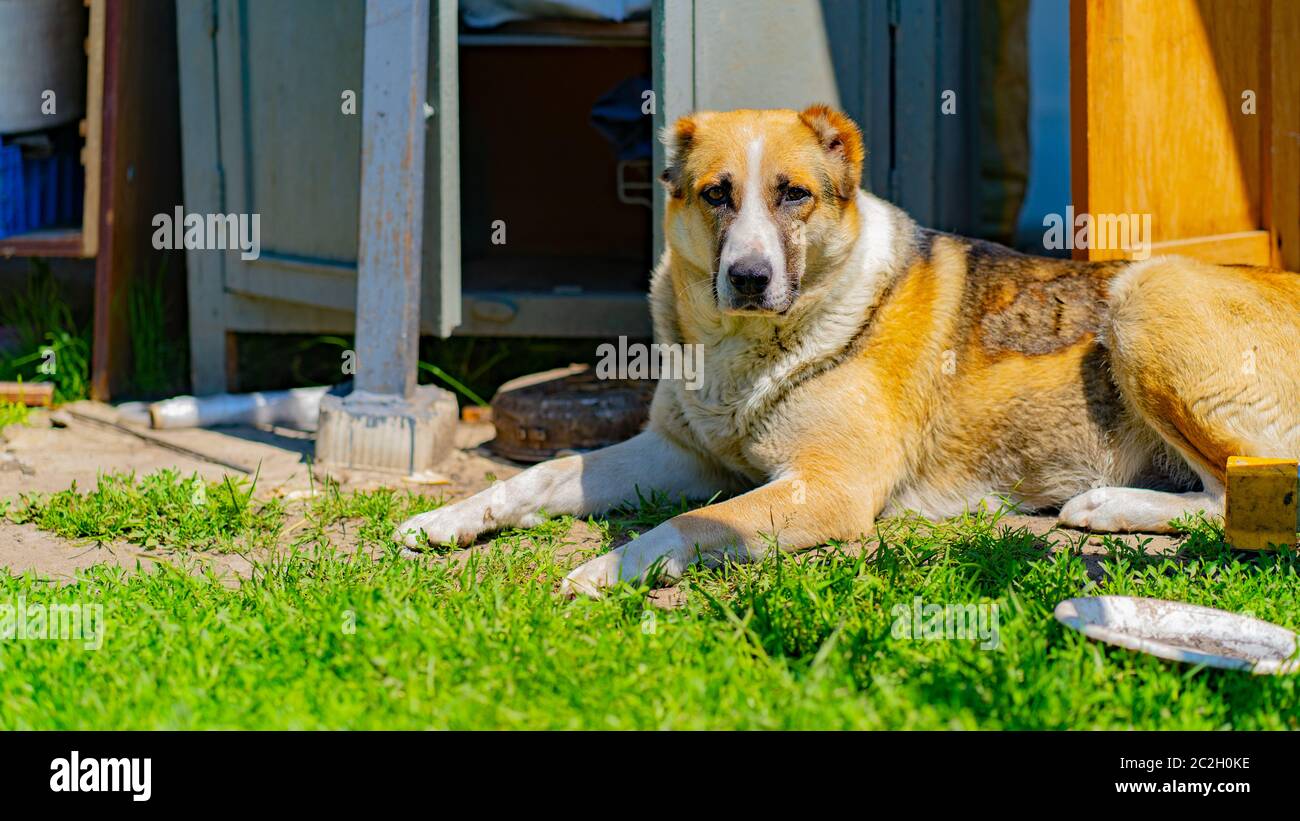 Un cane della razza Alabai sta riposando su un prato verde in una giornata di sole. Il cane è sdraiato sull'erba in campagna Foto Stock