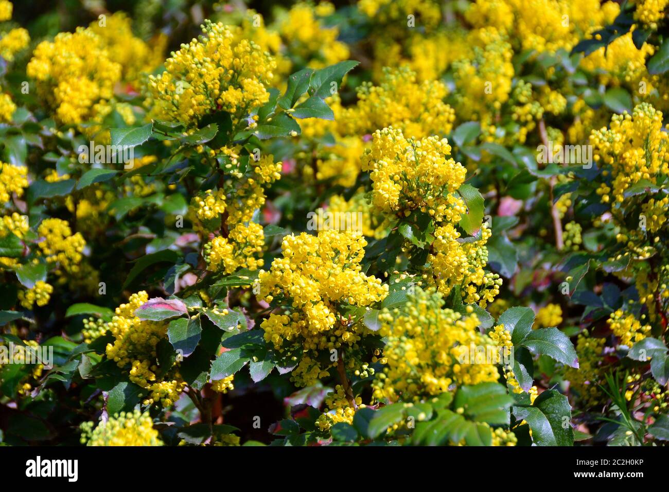 Uva Oregon, Gewöhnliche Mahonie, Mahonia faux houx, Mahonia aquifolium, kerti mahónia, Nord America Foto Stock