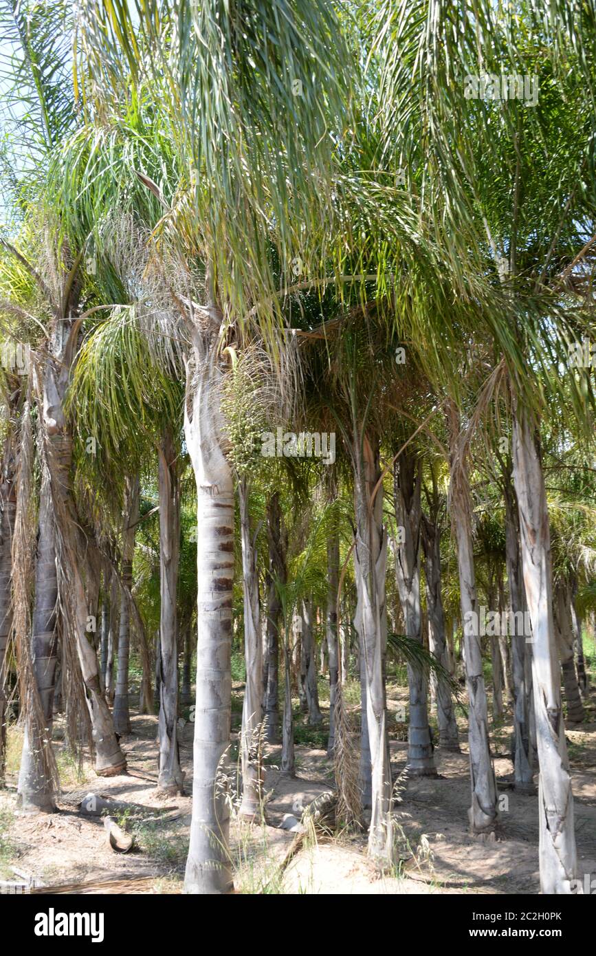 Foglie di palma in provincia di Alicante, Costa Blanca, Spagna Foto Stock