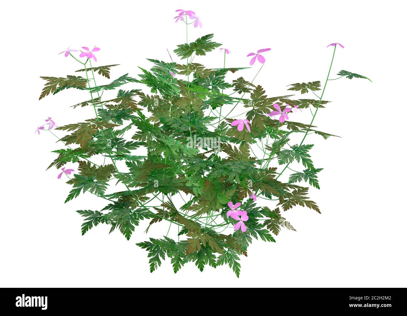 3D rendering di un'erba robert plant o Geranium robertianum o Robertiella robertiana isolati su sfondo bianco Foto Stock