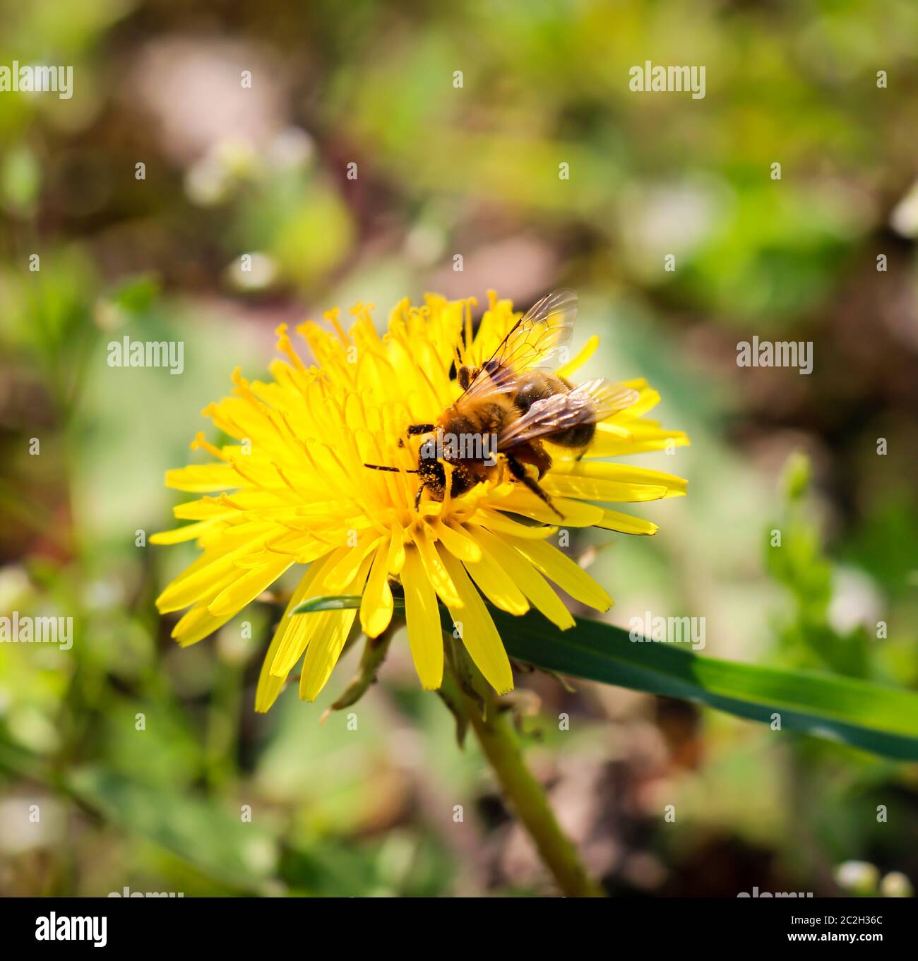 un'ape su un fiore Foto Stock