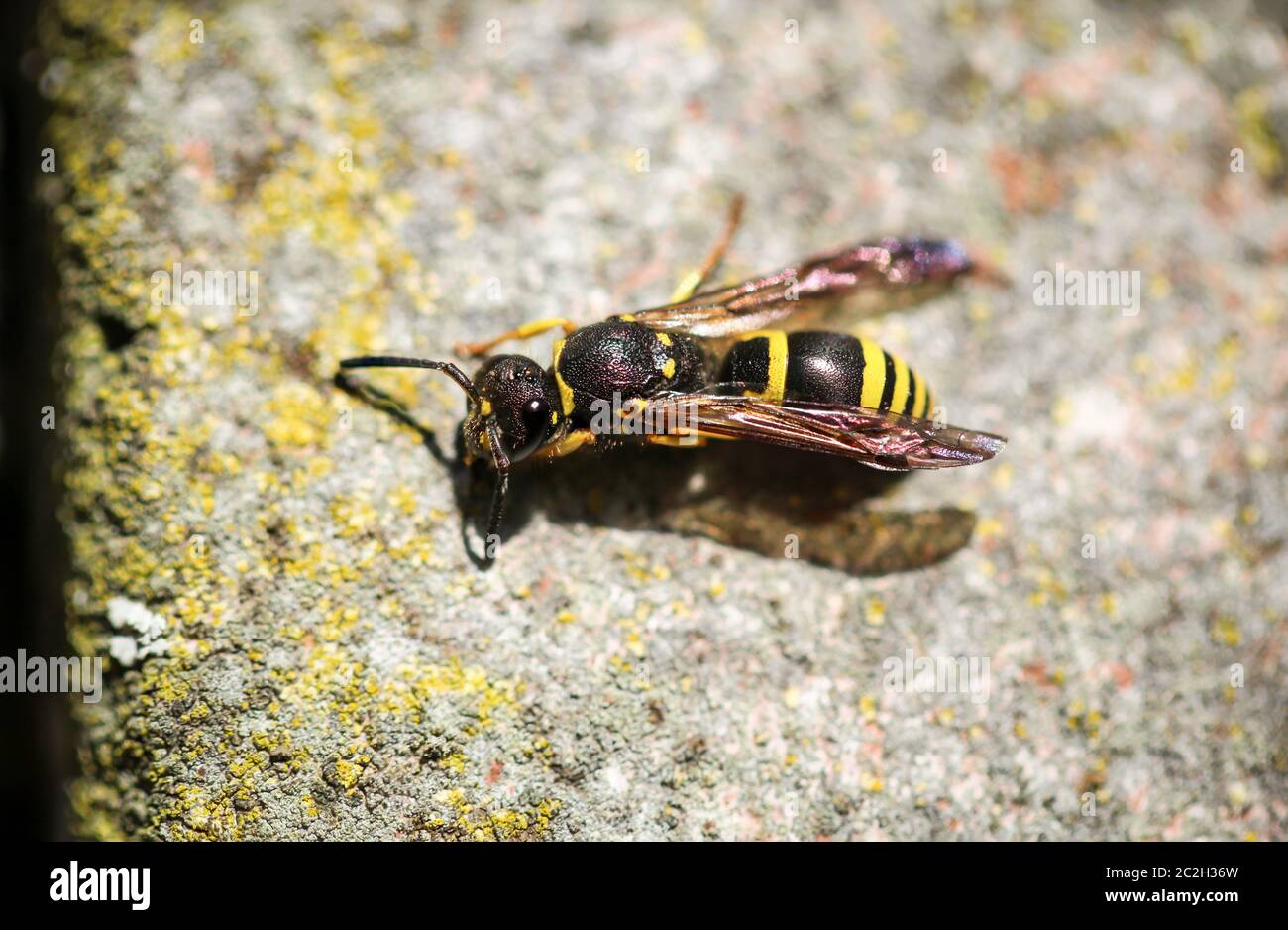 una vespa su una pietra Foto Stock