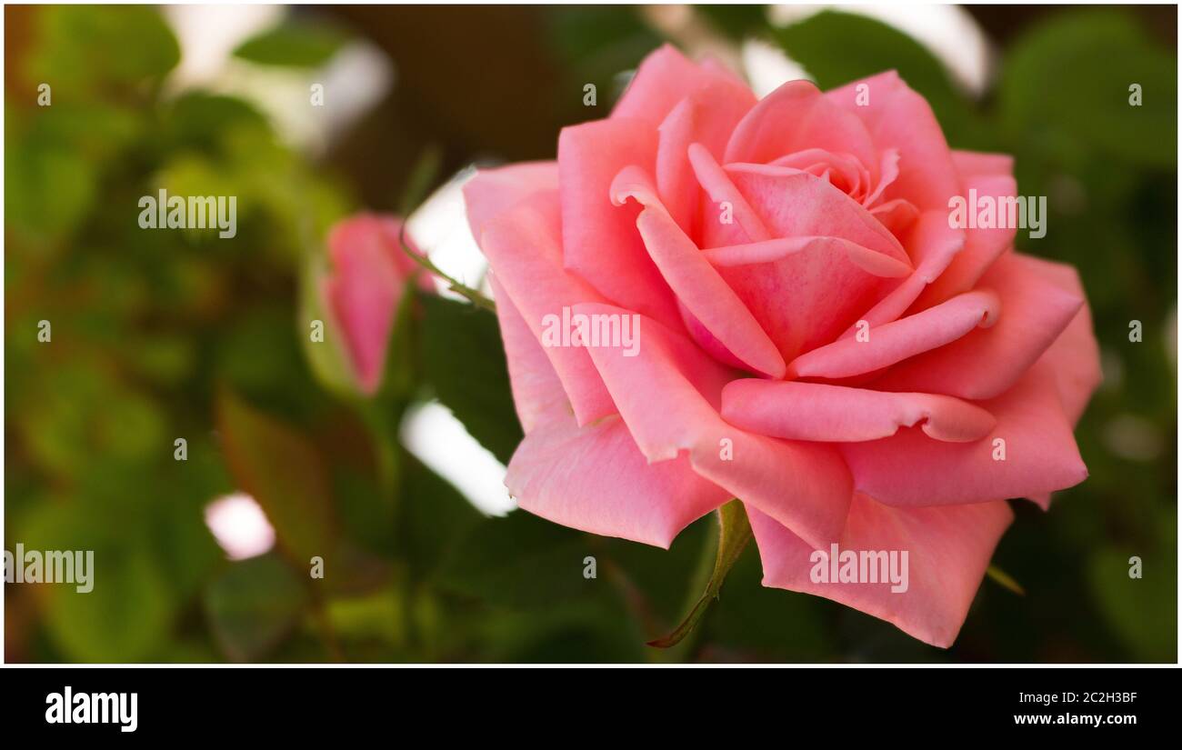 Rose con spine Immagini senza sfondo e Foto Stock ritagliate - Pagina 2 -  Alamy