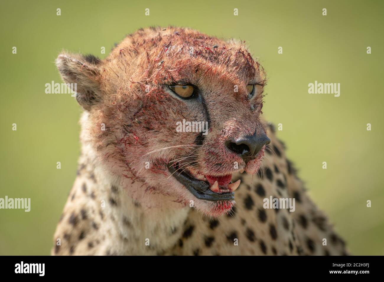 Close-up di ghepardo seduto con il volto insanguinato Foto Stock