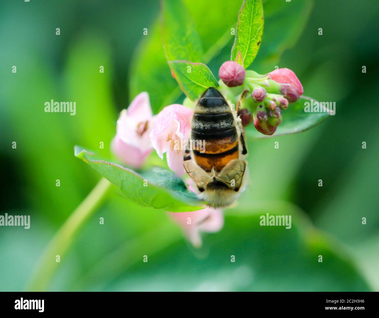 un'ape su un fiore Foto Stock