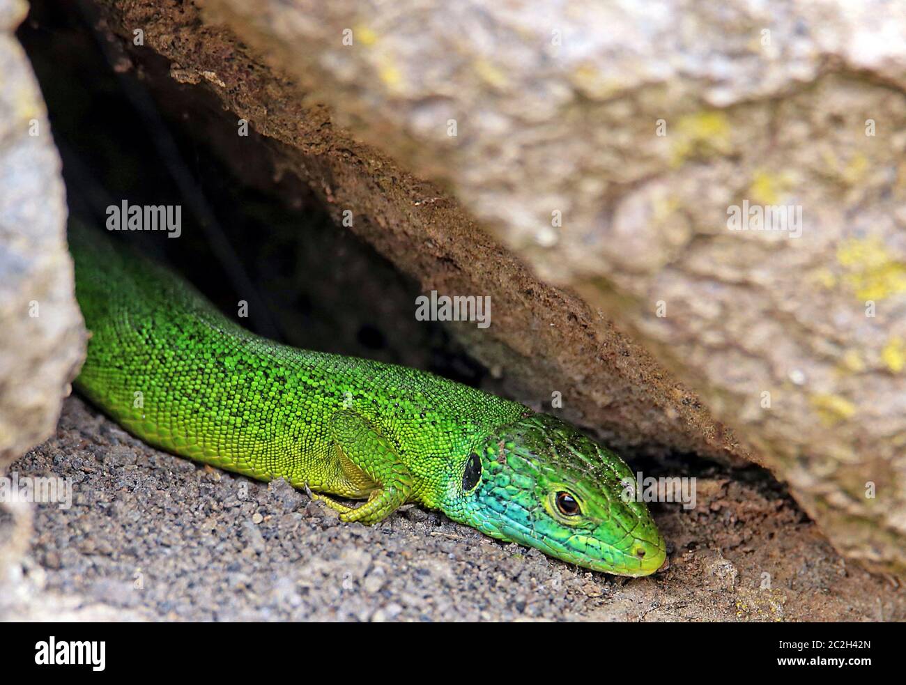Lizard smeraldo Lacerta bilineata o Lacerta viridis dalla Kaiserstuhl Foto Stock