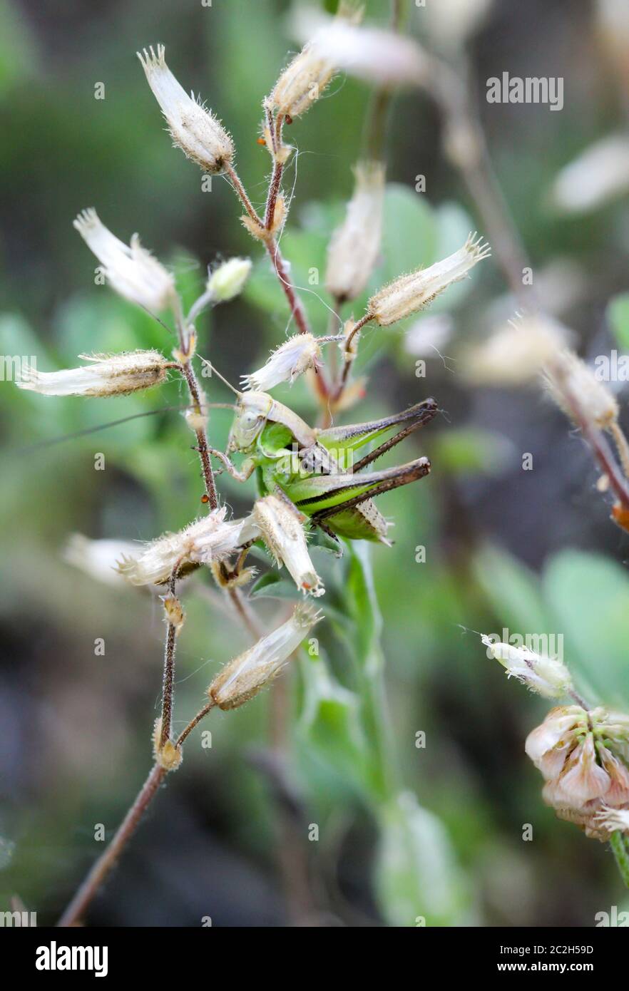 una cavalletta su una pianta Foto Stock