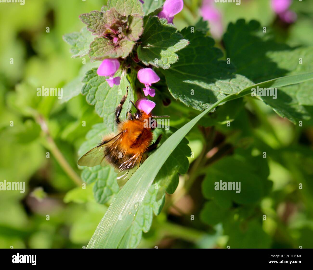 un bumblebee su un fiore Foto Stock