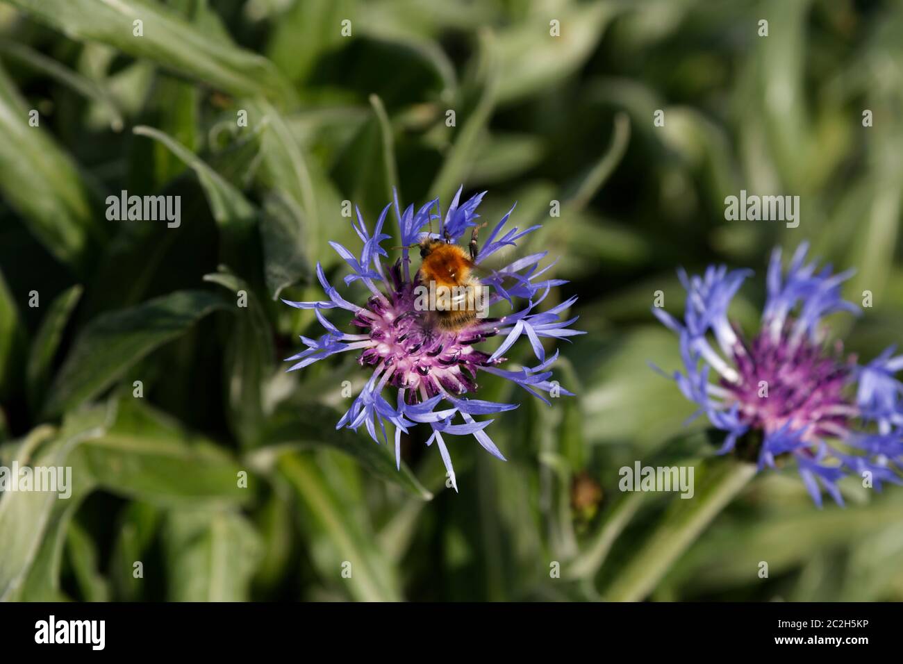 Centaurea montana il perenne fioritercon un miele ape che raccoglie polline Foto Stock